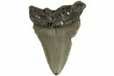 Bargain, 3.03" Fossil Megalodon Tooth - North Carolina - #200682-1